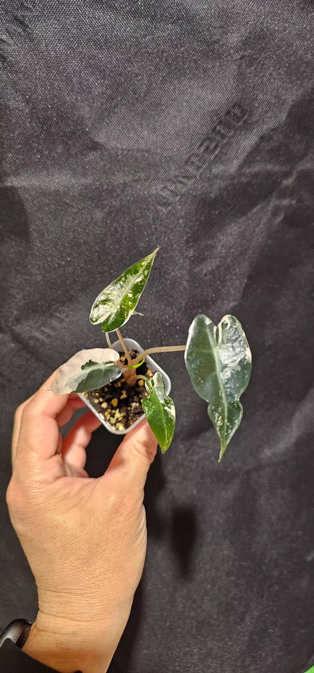 Pink bambino thumbnail