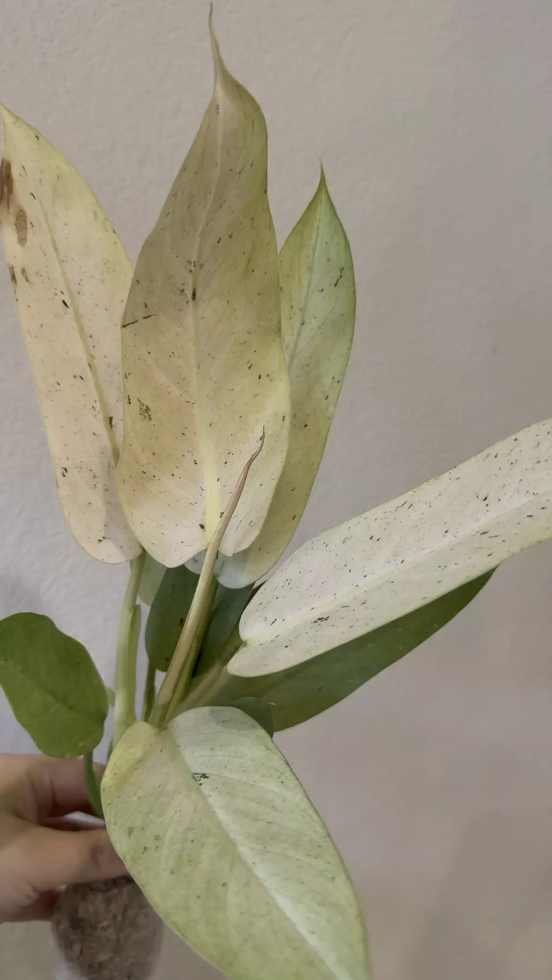Philodendron whipple way white no 2 thumbnail