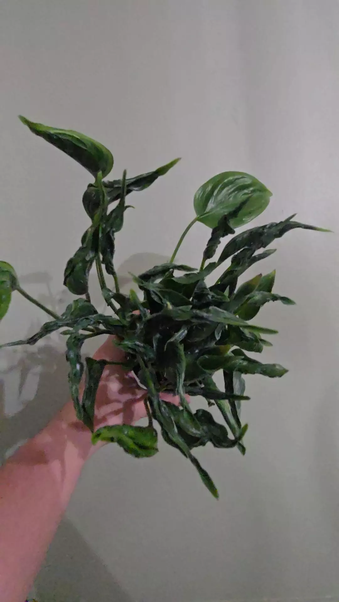 Pothos Shangri La thumbnail