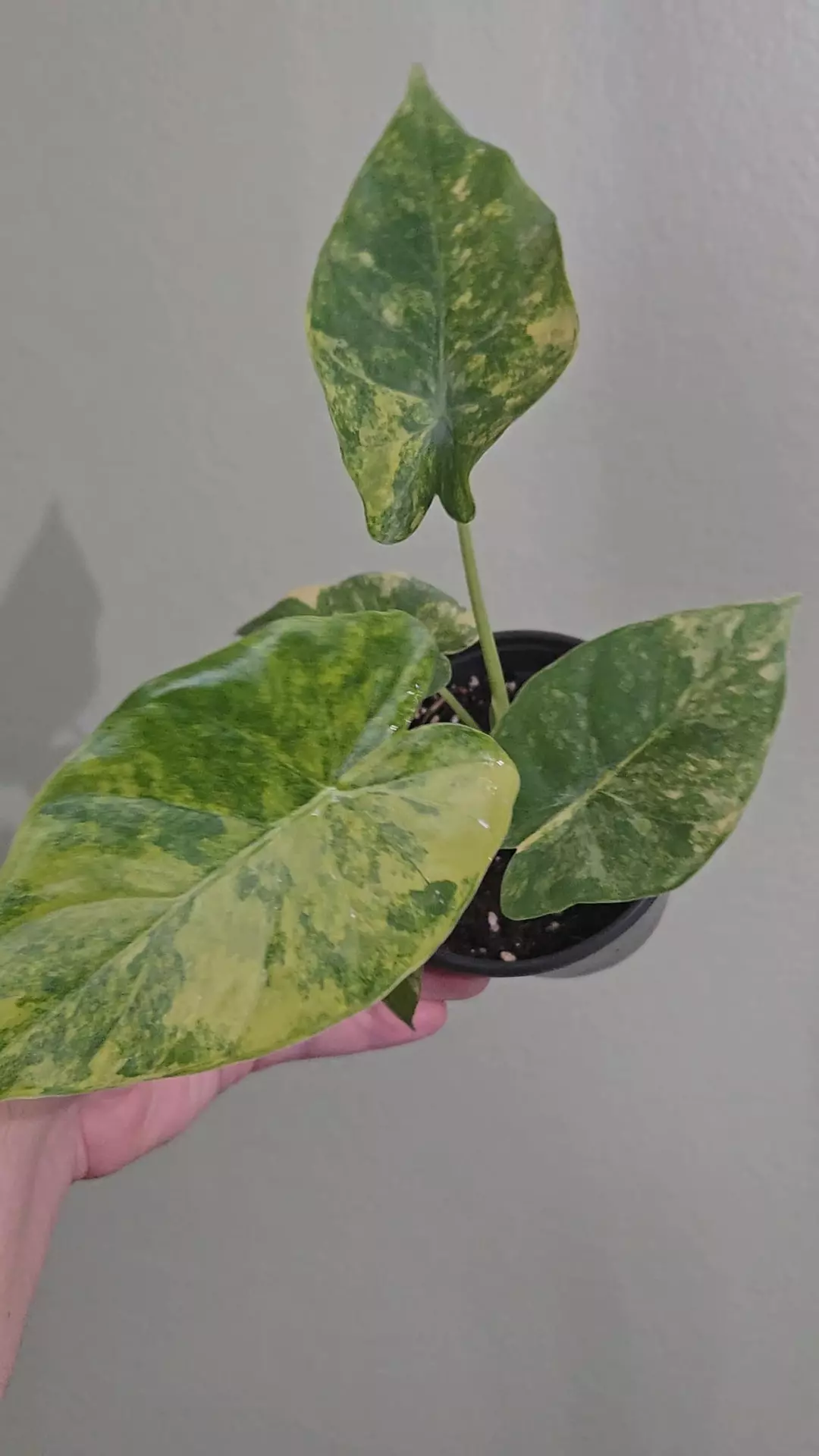 Alocasia Gageana Aurea thumbnail