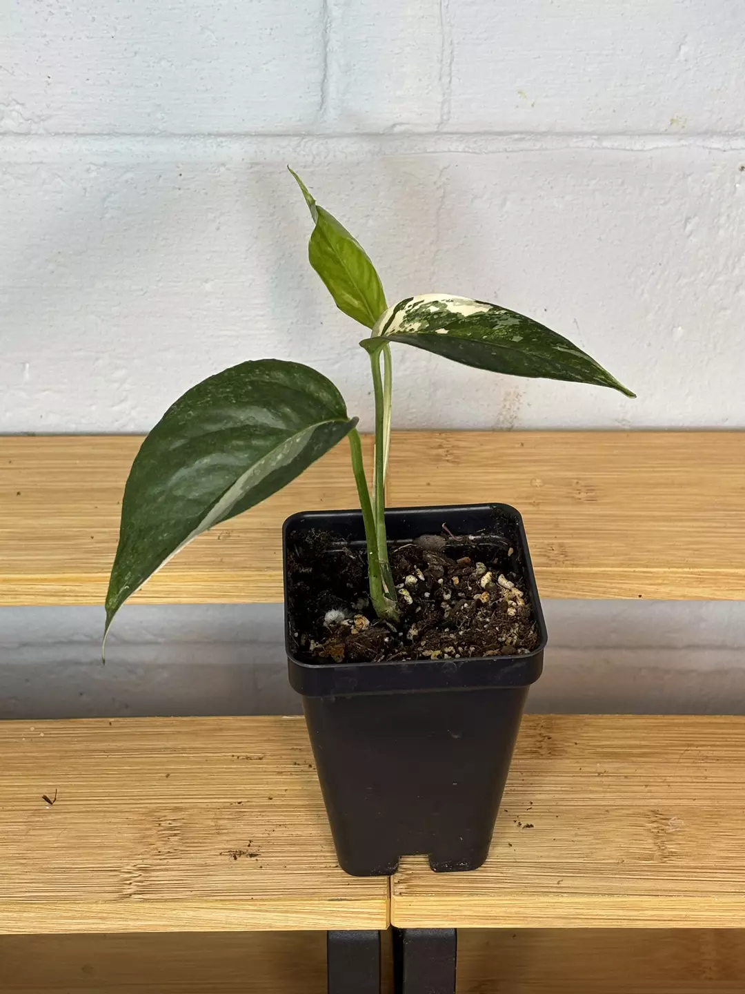 Epipremnum Pinnatum Albo 2” thumbnail