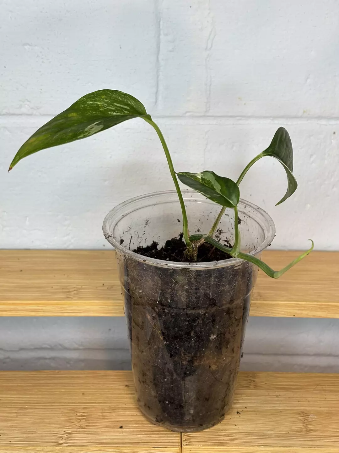 Epipremnum Pinnatum Albo thumbnail