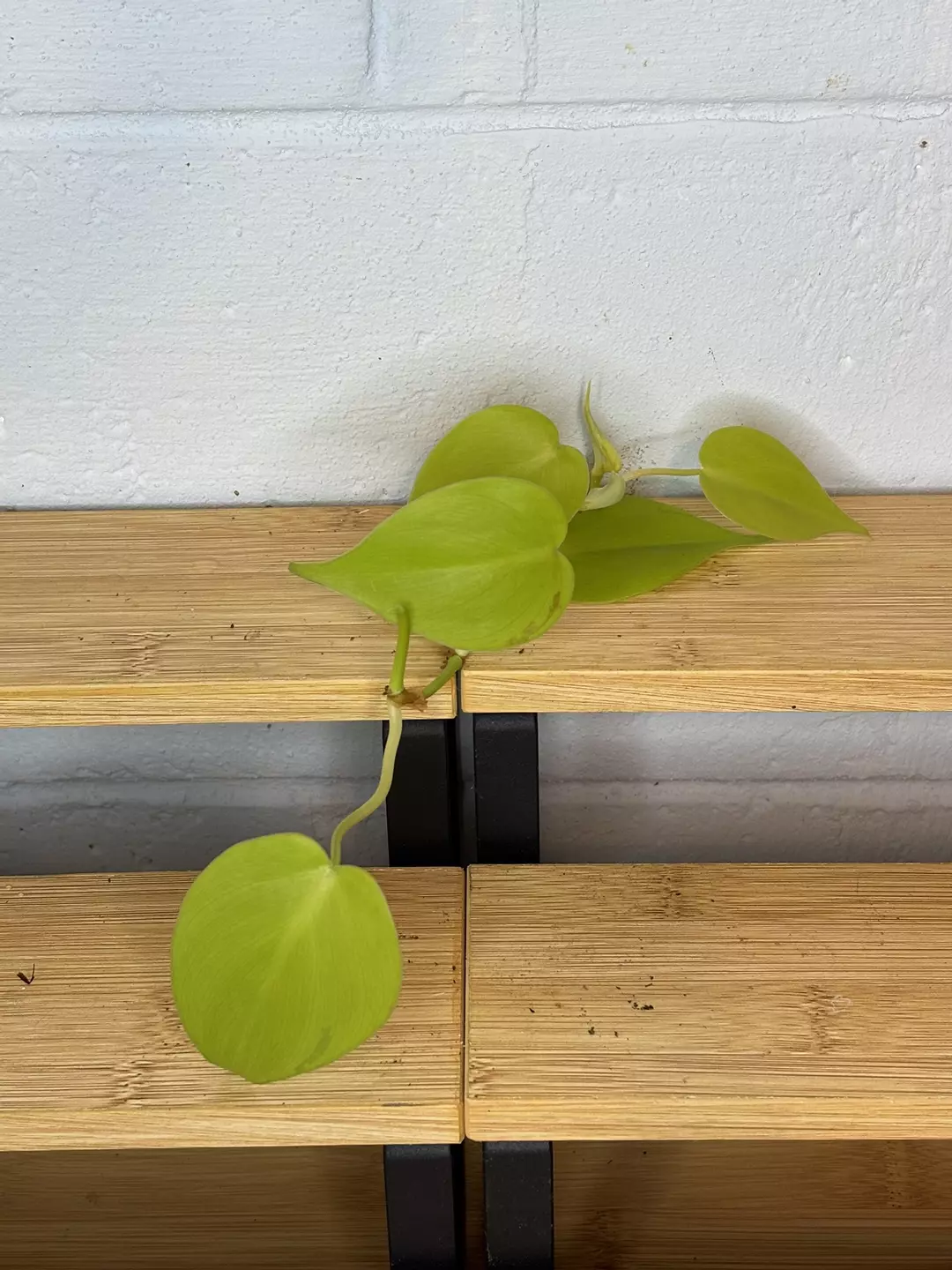 Philo lemon lime *add on only* thumbnail