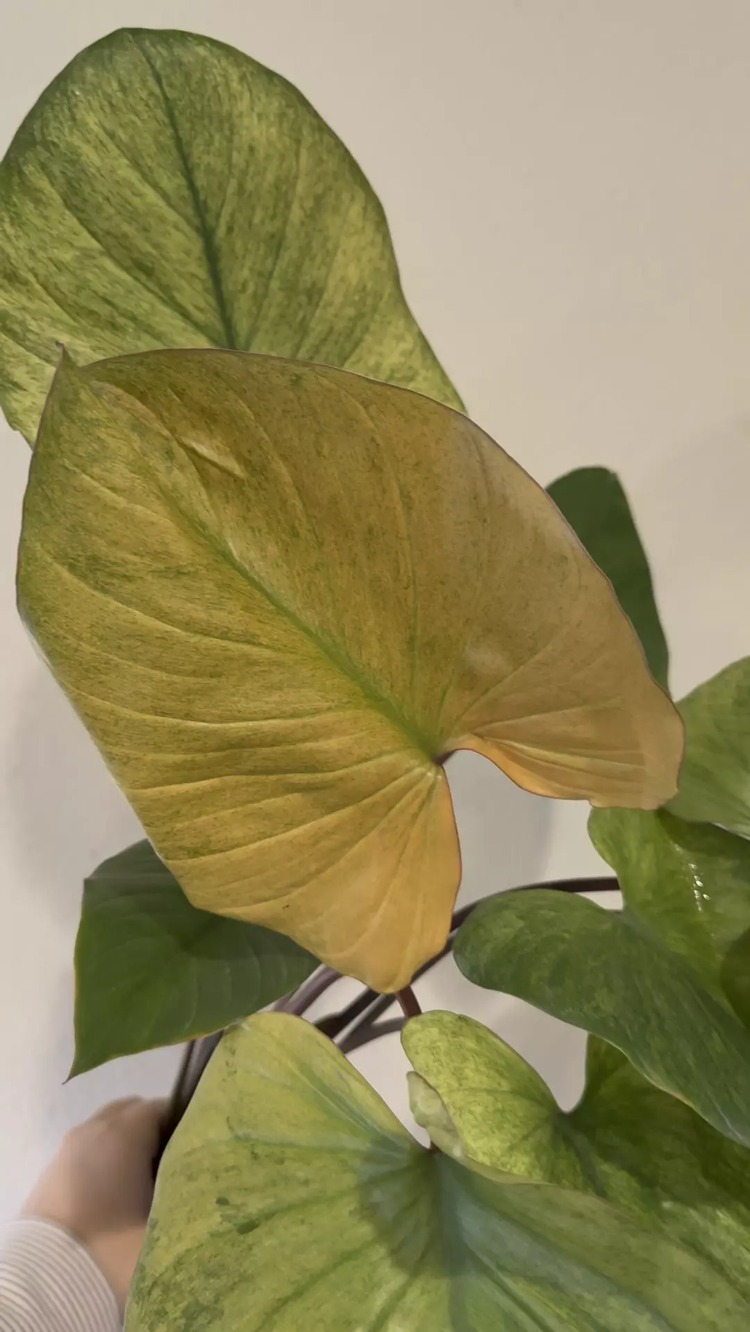 Homalomena Rubescens Peach Mint Variegated thumbnail