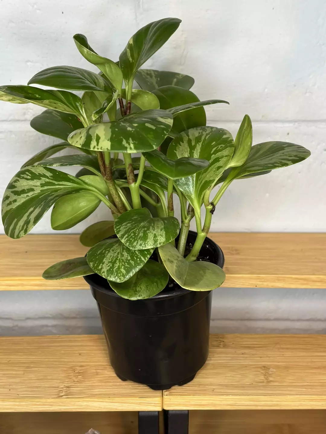 Peperomia Varigata 4” pot thumbnail