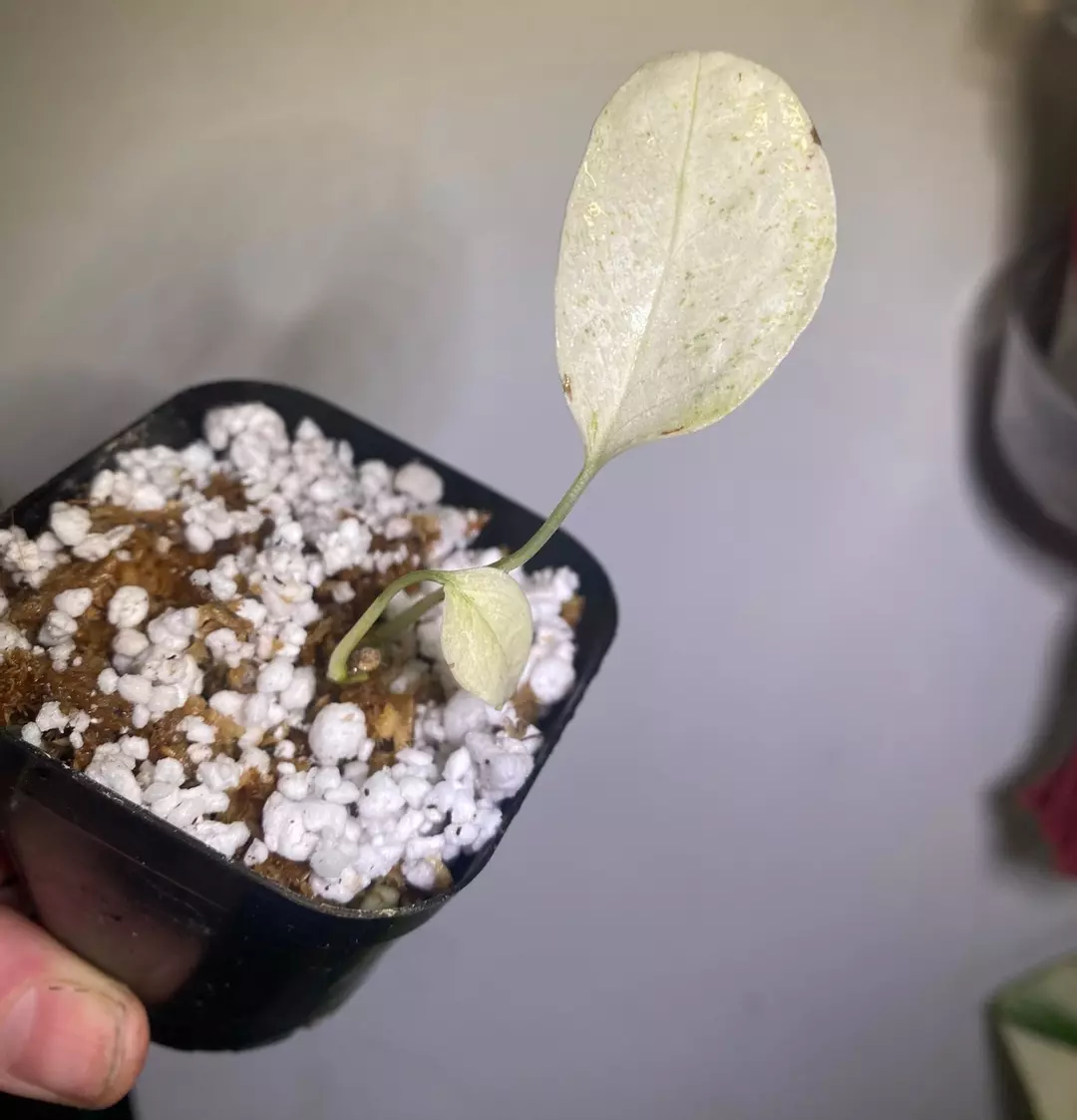 Monstera Laniata mint rooted starter  thumbnail