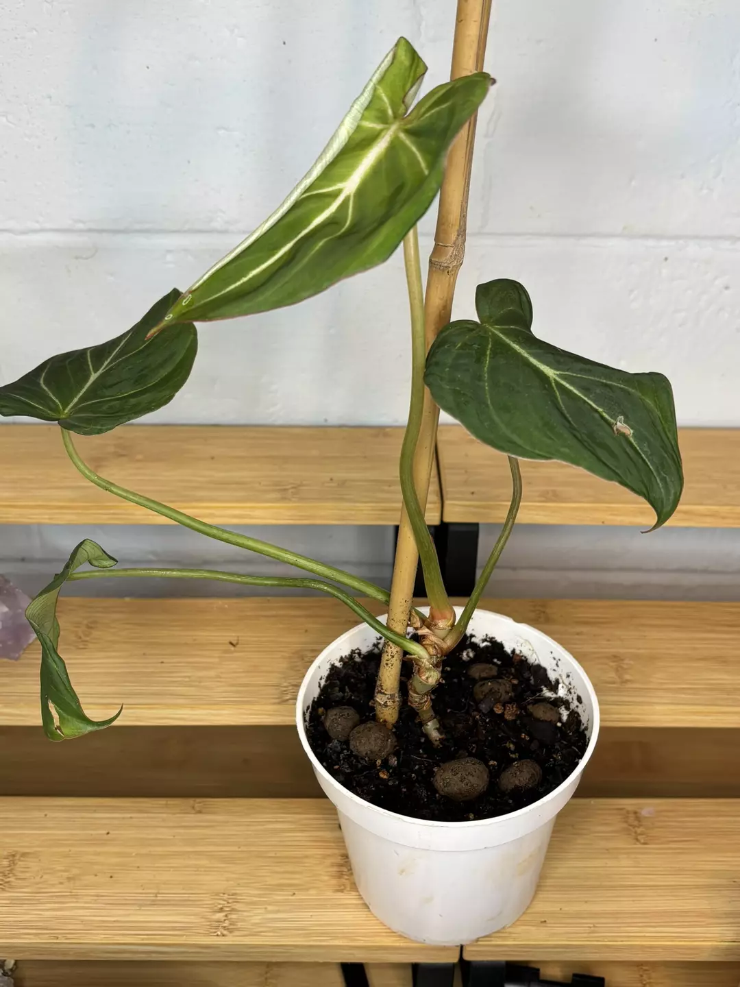 Philodendron Gloriosum thumbnail