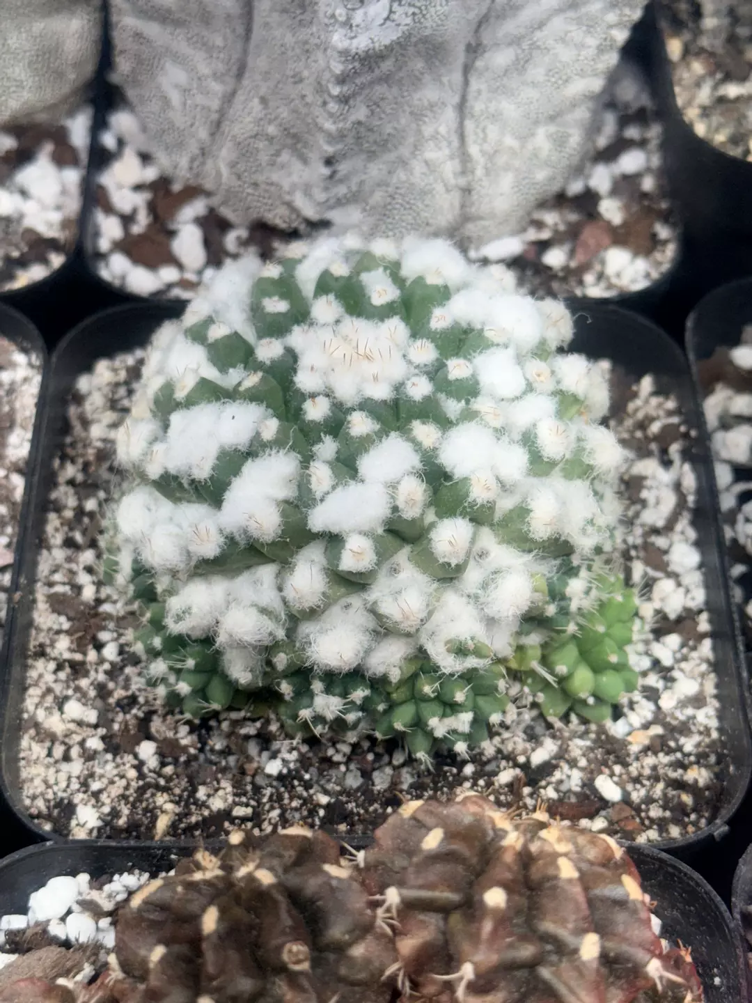 Mammillaria Bucareliensis cv. Super Erusamu (Gen-1) thumbnail