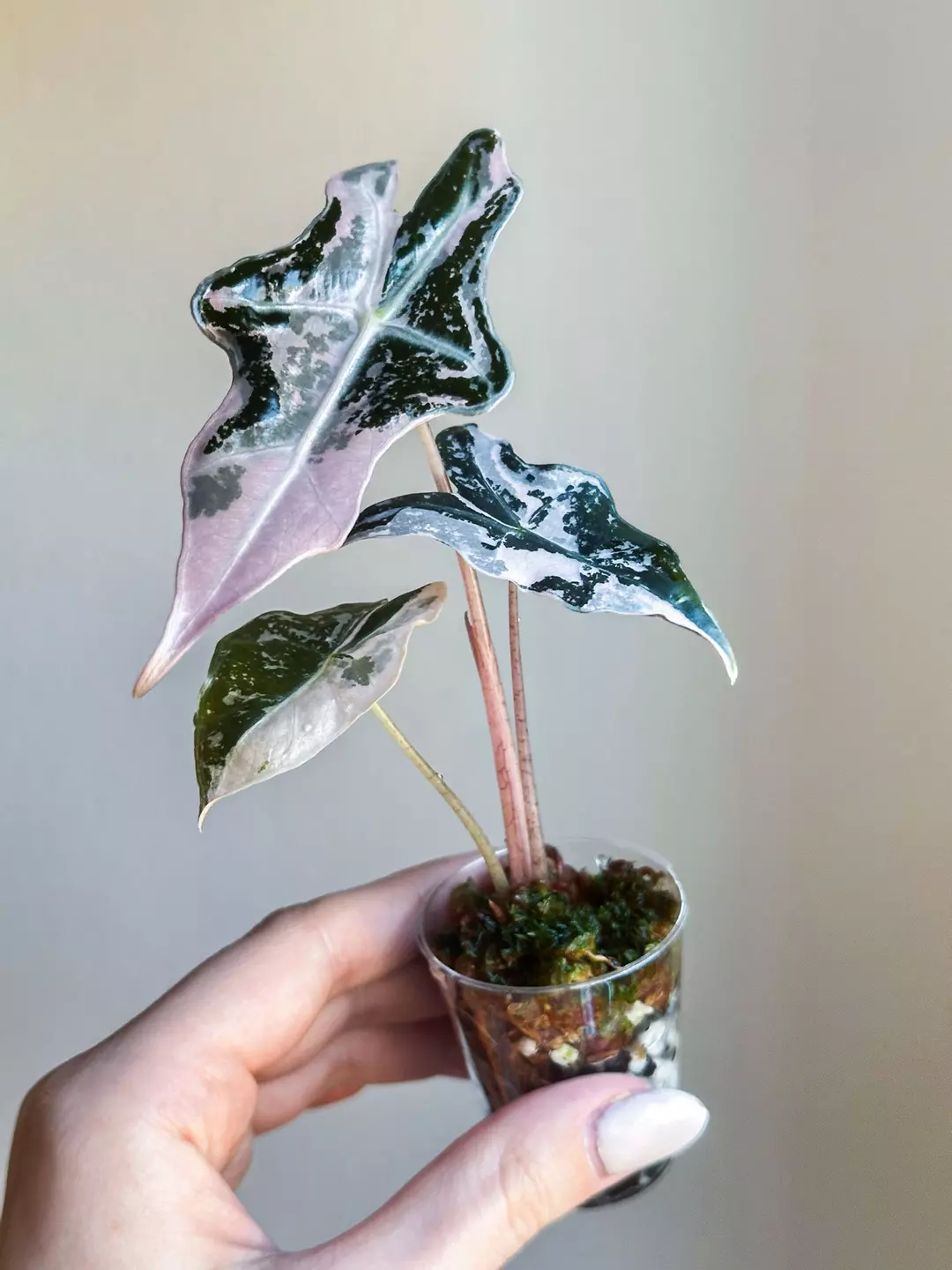 Pink Nobilis thumbnail