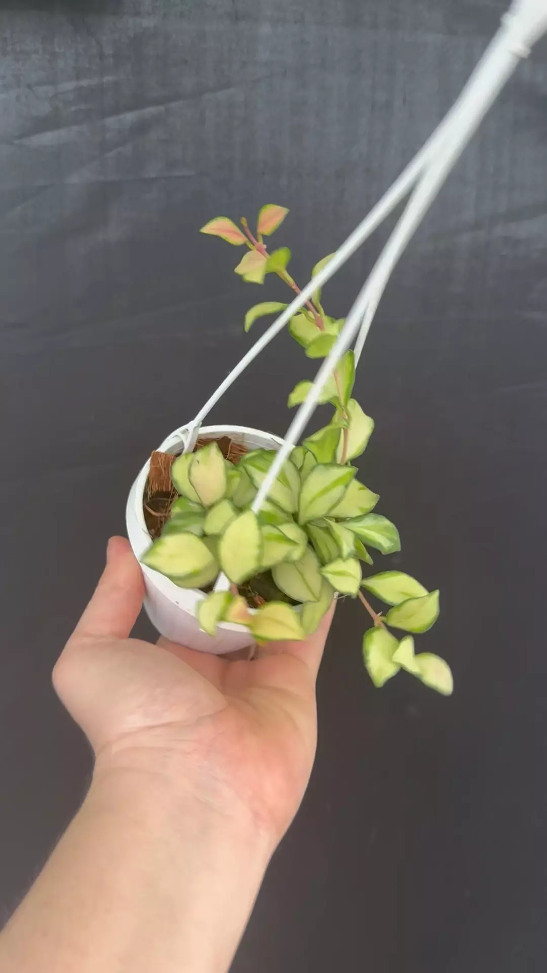 Hoya heuschkeliana inner variegated thumbnail