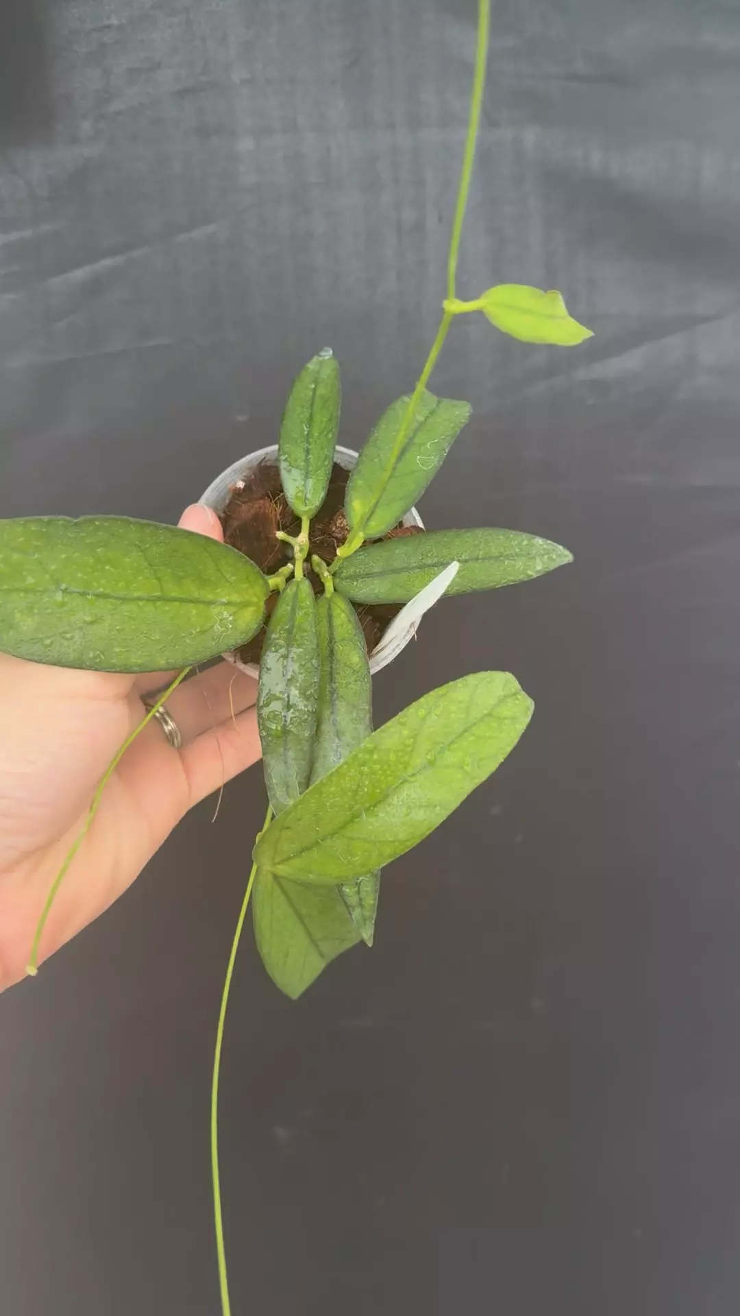 Dischidia acutifolia thumbnail