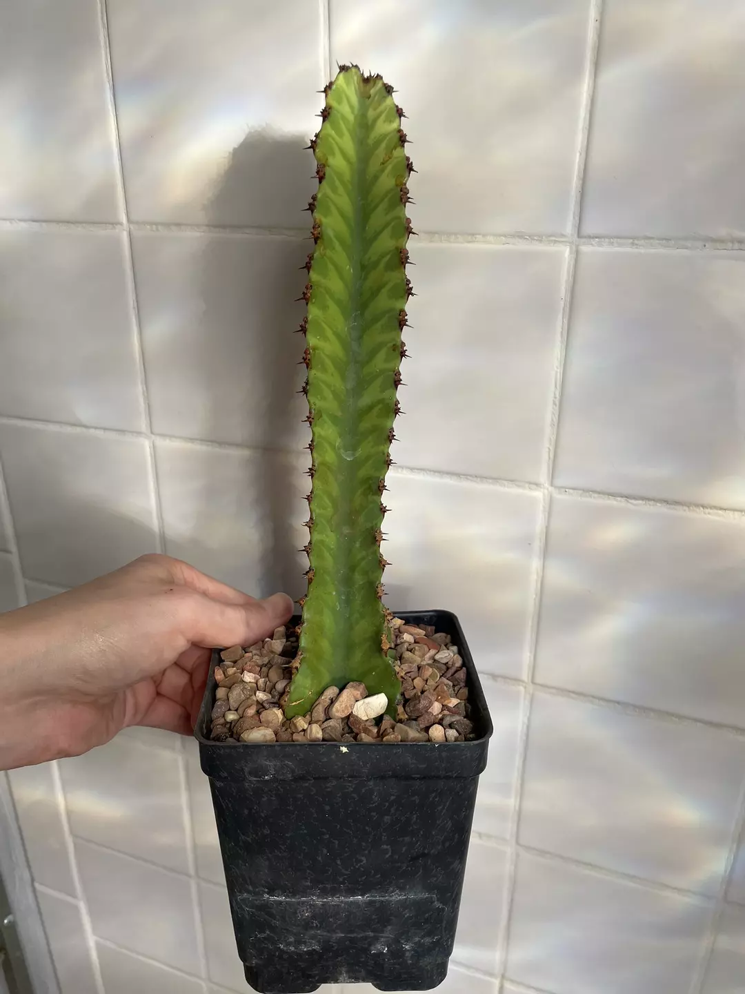 Euphorbia Watusi thumbnail