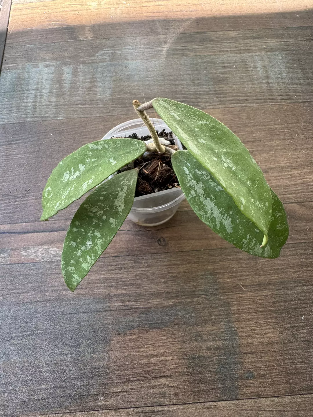 Phuwuaensis thumbnail