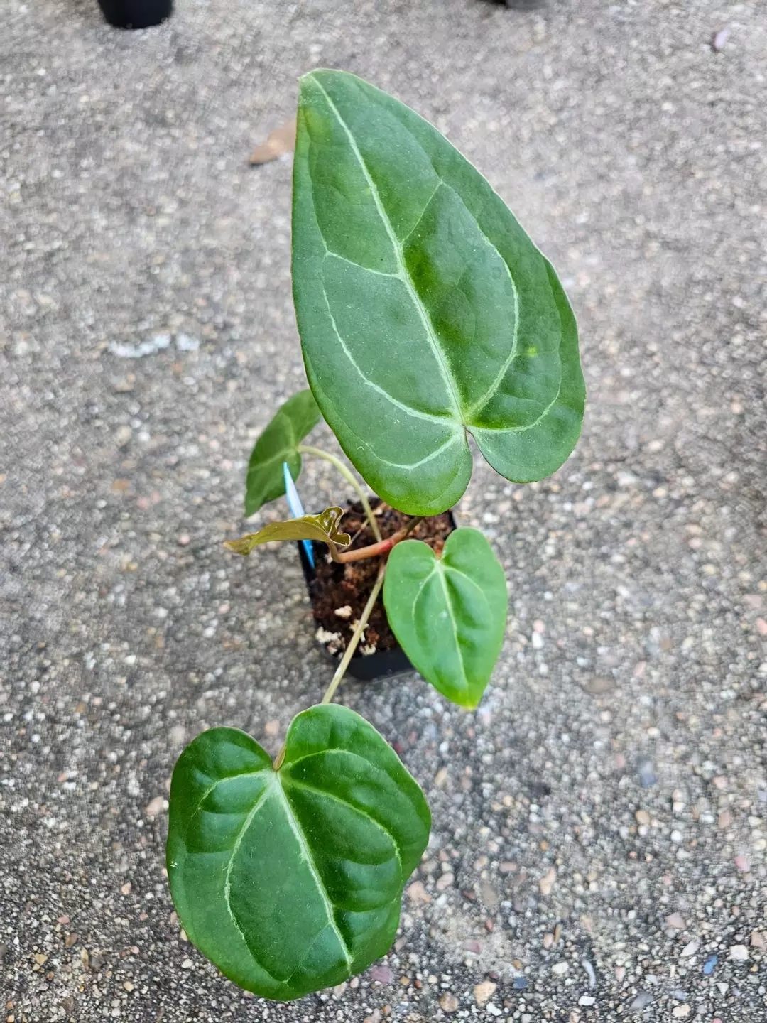 Sentinel (red stem Papx) open thumbnail
