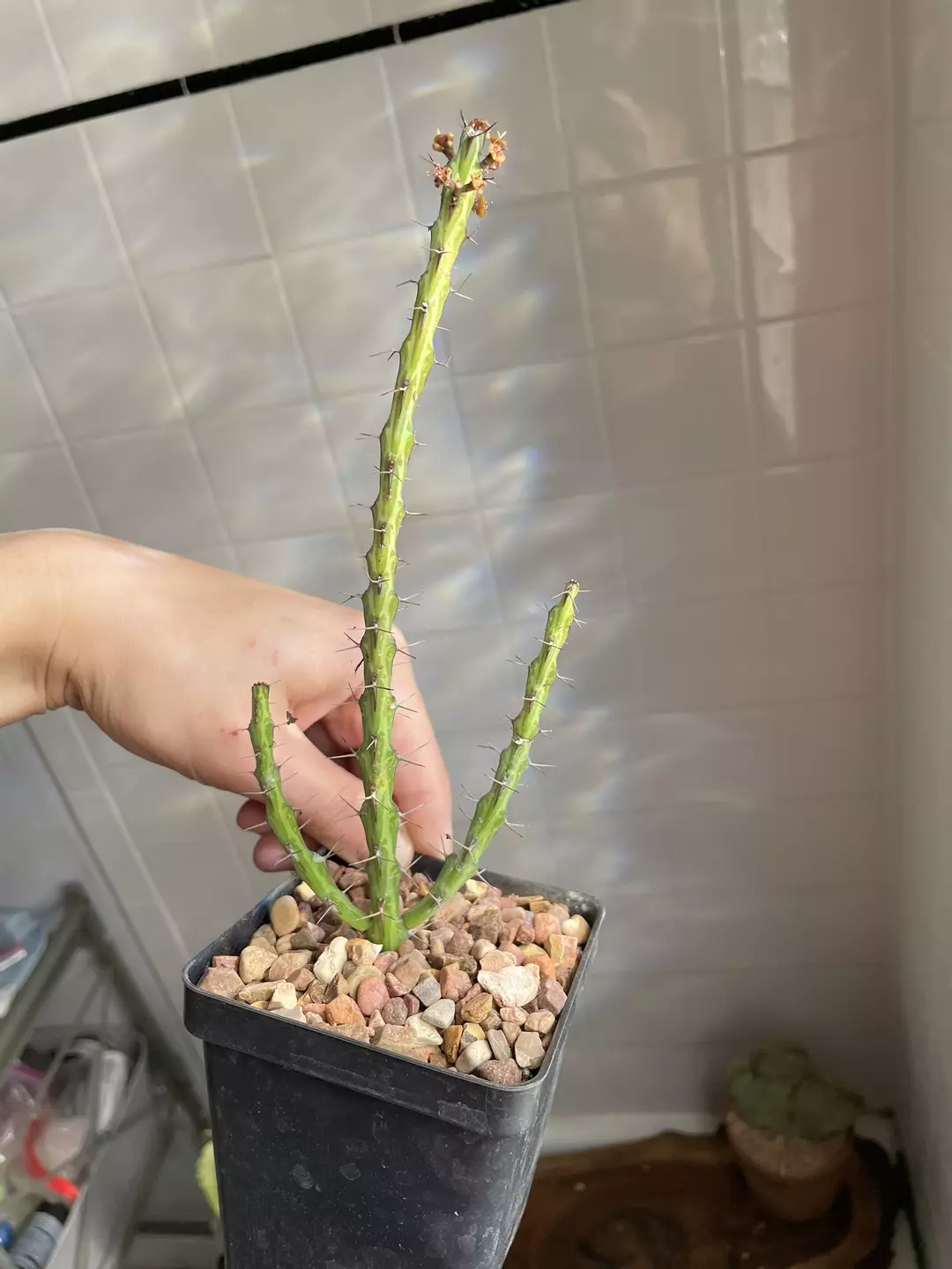Euphorbia septentrionalis ssp gamugofana thumbnail