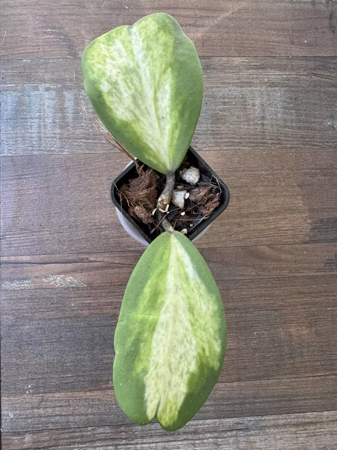 Kerrii picta inner var mottled thumbnail