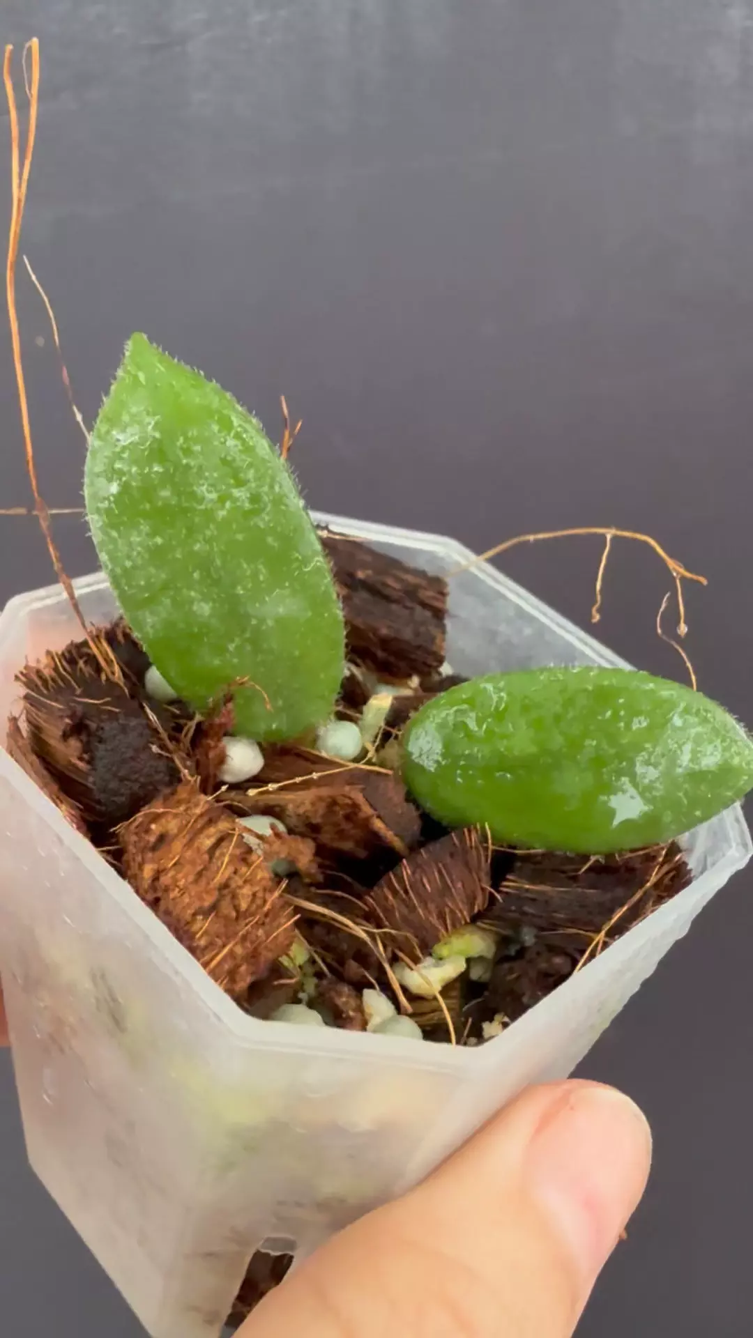 Hoya Edamame thumbnail