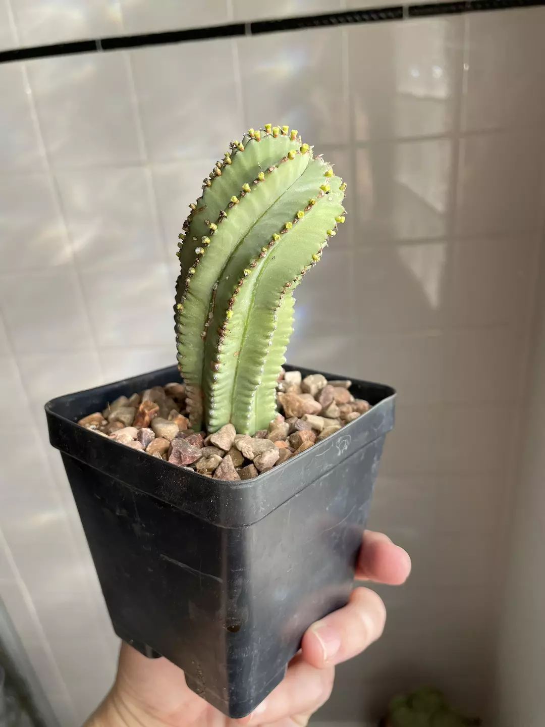 Euphorbia fruticosa inermis thumbnail