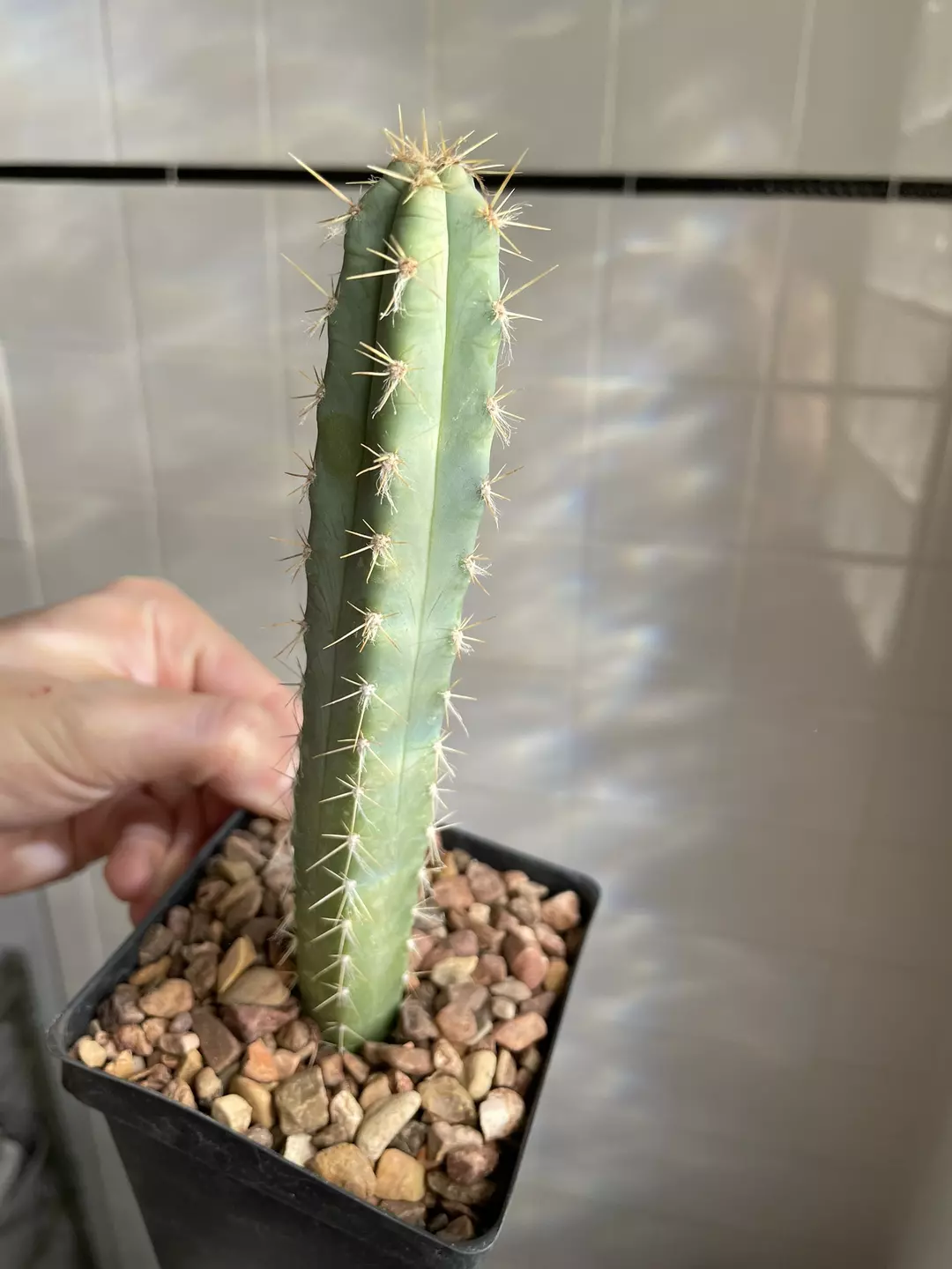 Seed grown Pilosocereus pentaedrophorus HU121 thumbnail