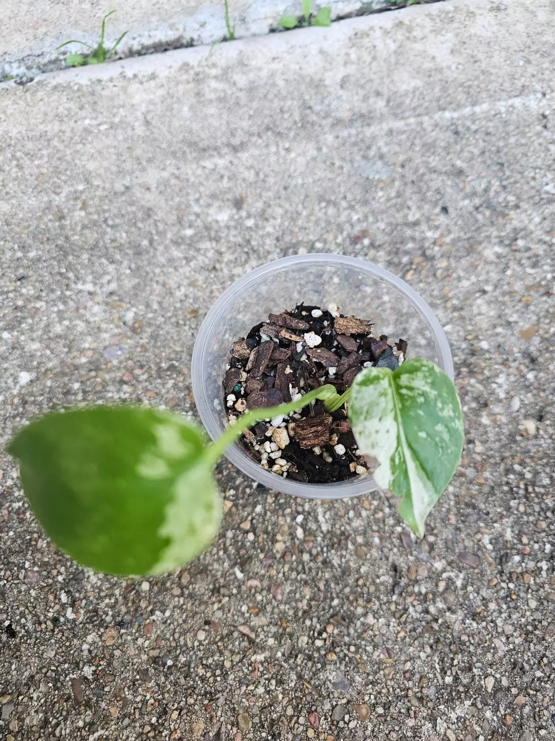 White Monster montera thumbnail