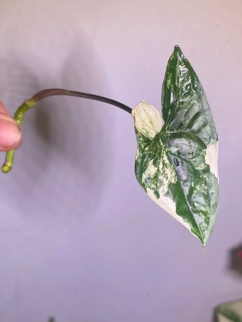 Syngonium albo unrooted top cut  thumbnail