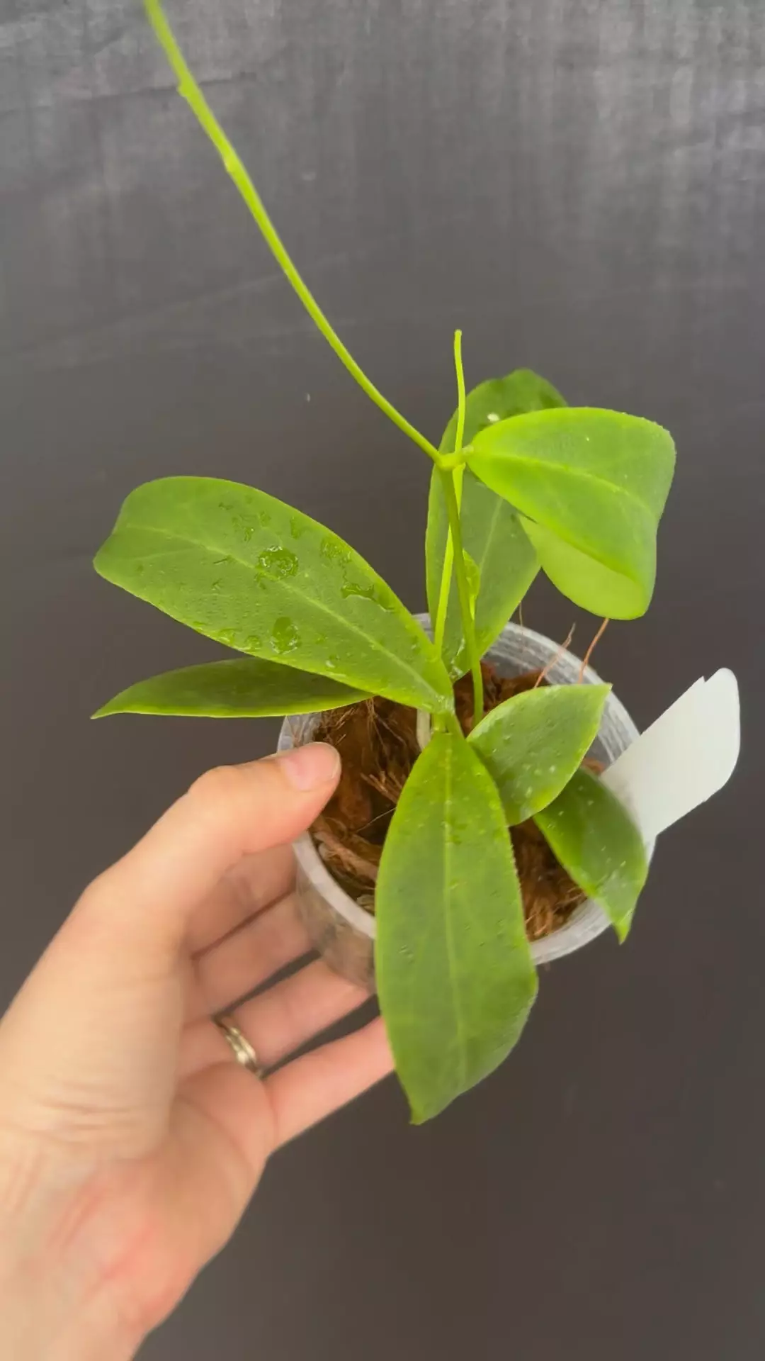 Hoya mindorensis (yellow/gold) thumbnail