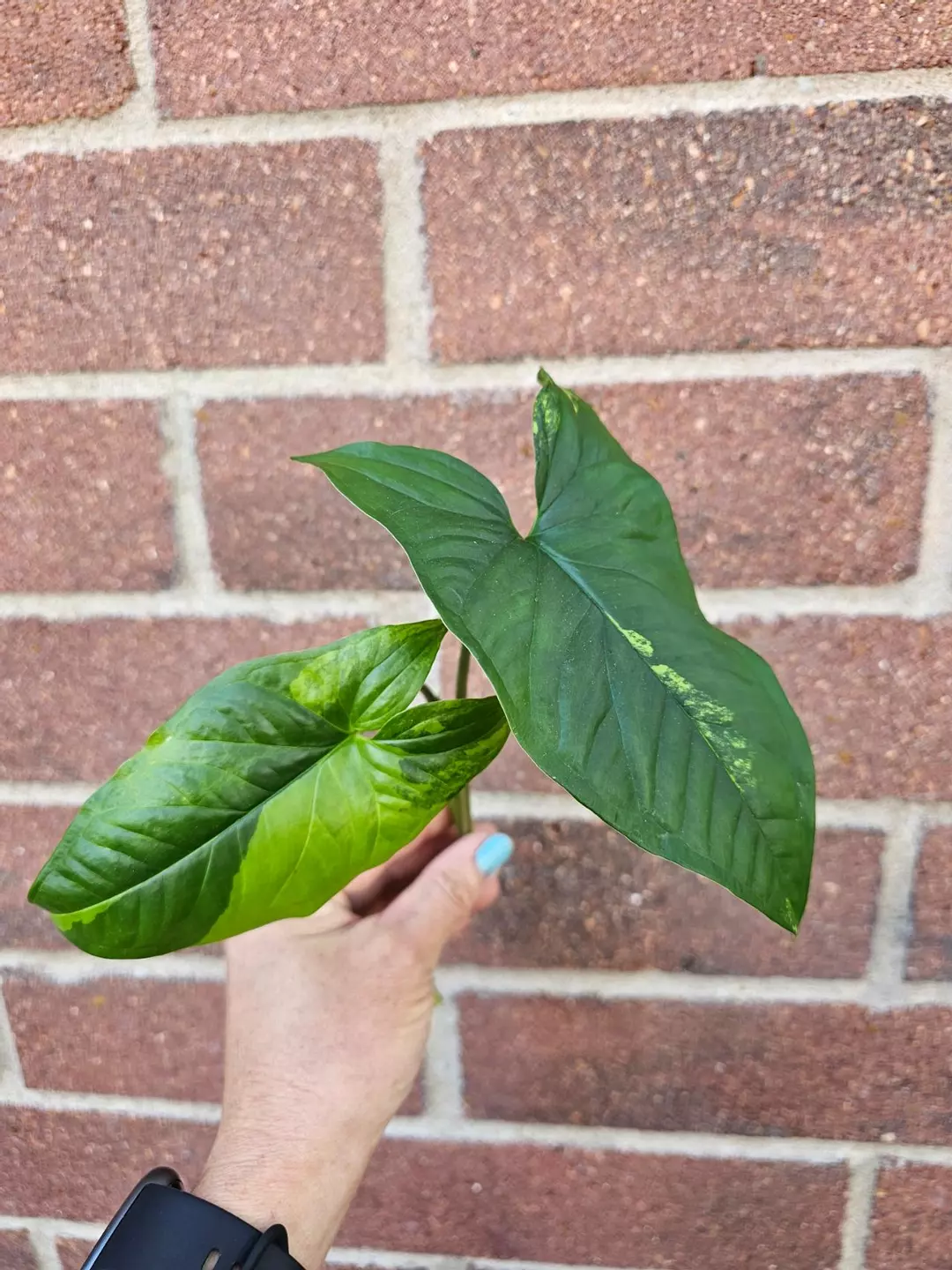Syngonium aurea top cutting thumbnail