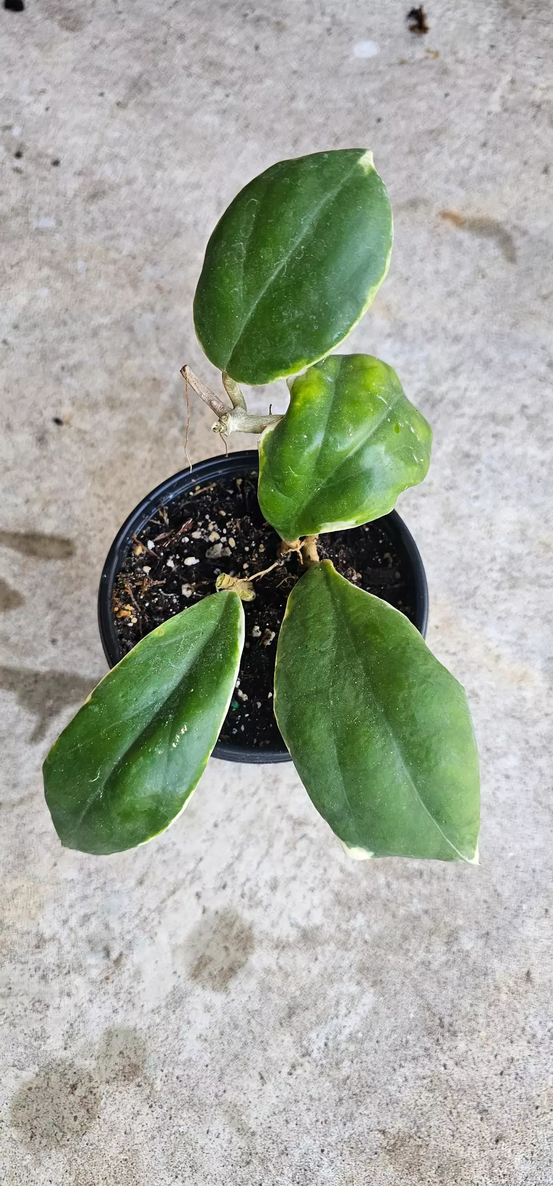 Hoya incrassata albo thumbnail