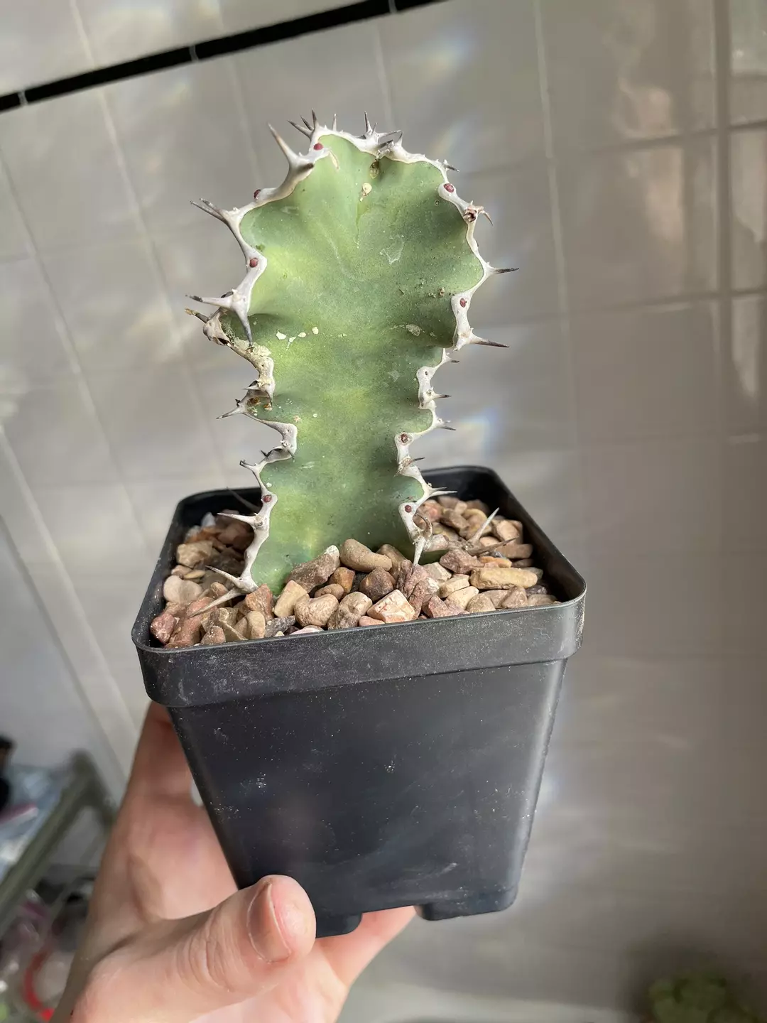 Euphorbia fractiflexa thumbnail