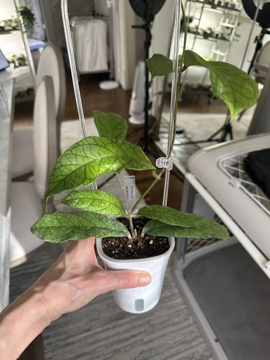 0630 Hoya cv marvels thumbnail