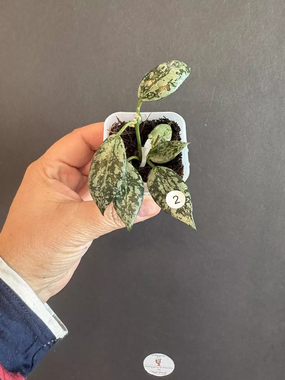 Lacunosa silver lime thumbnail