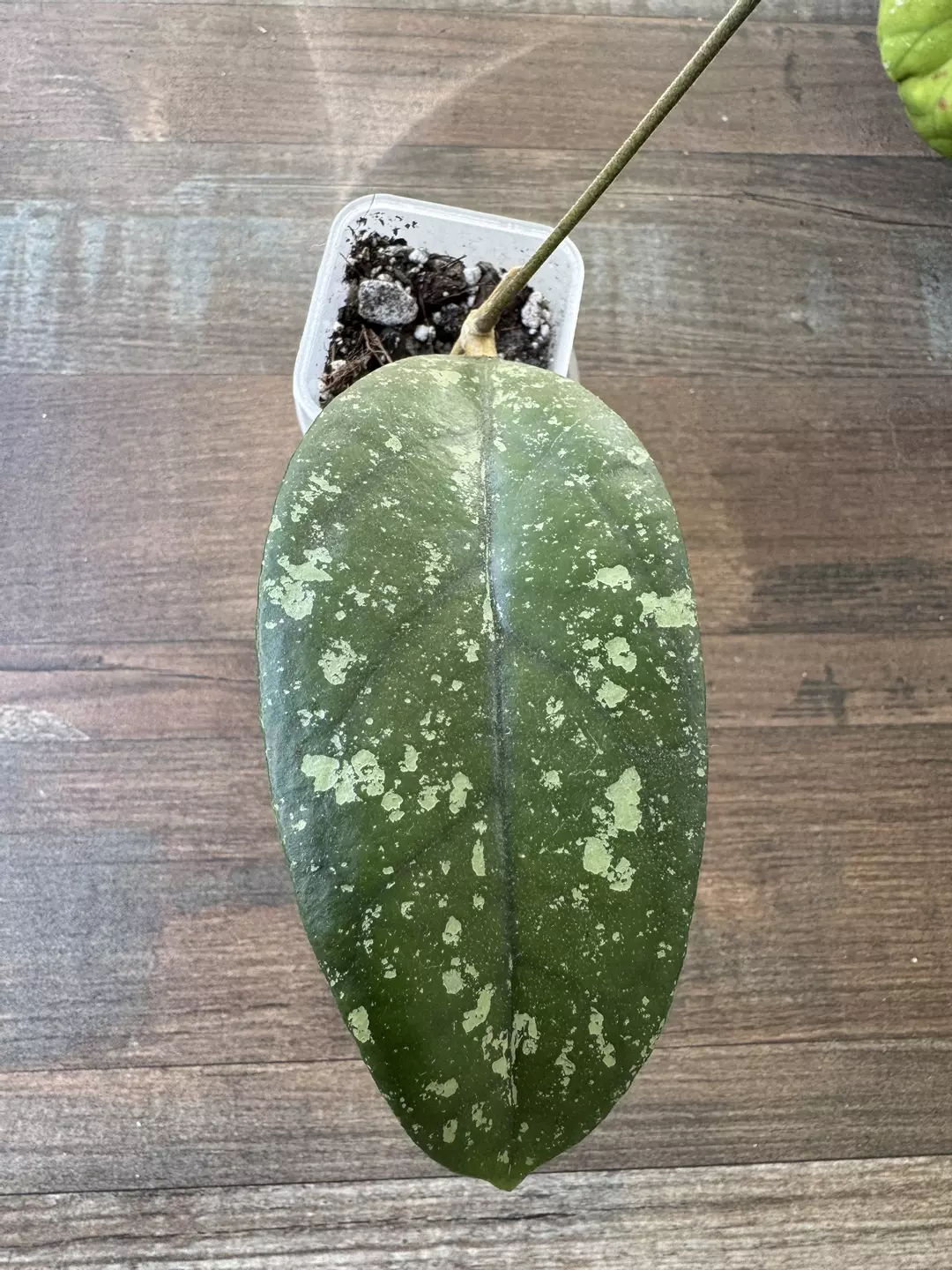 Forbesii tabalong thumbnail