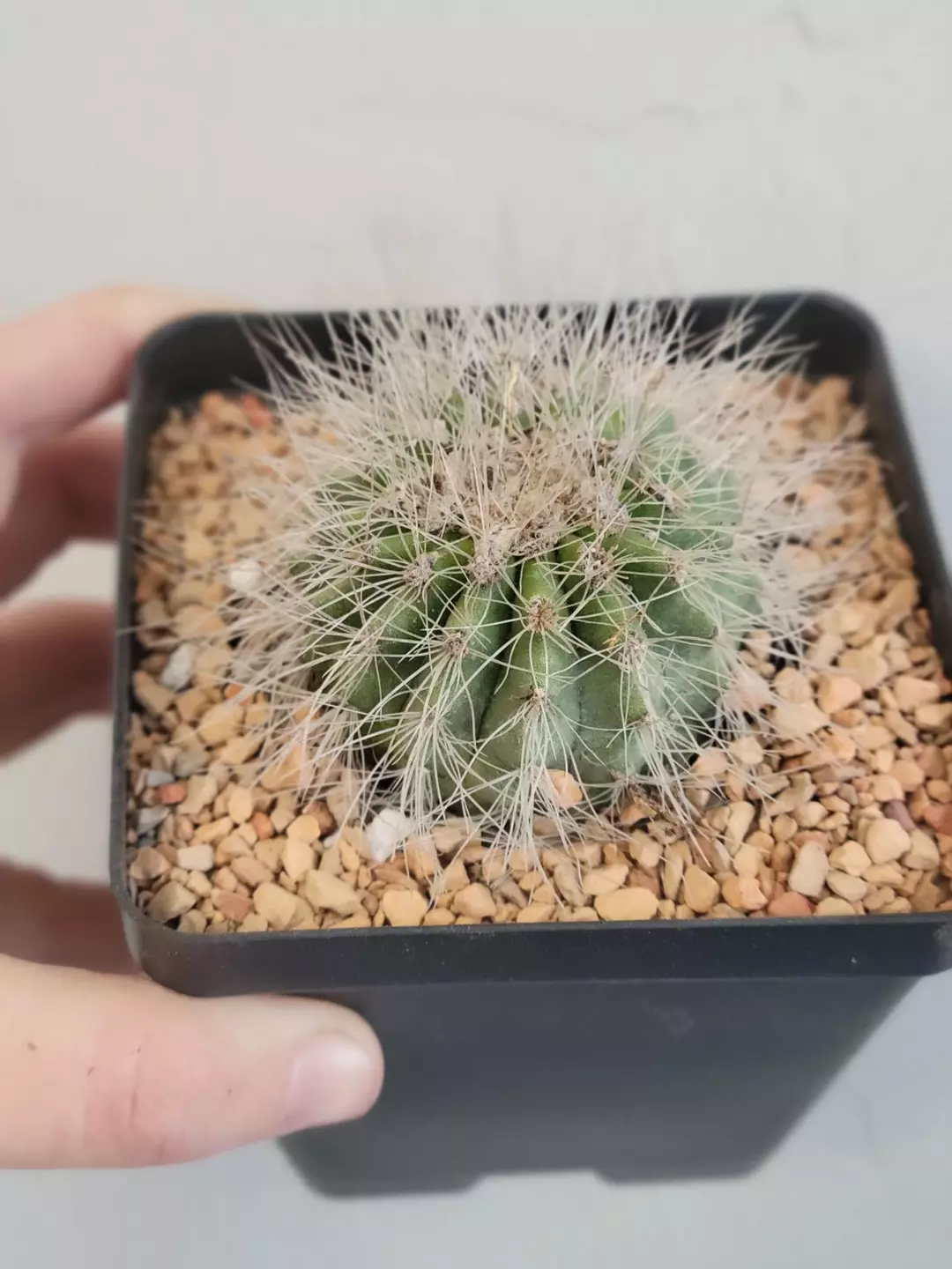 Copiapoa Krainziana thumbnail