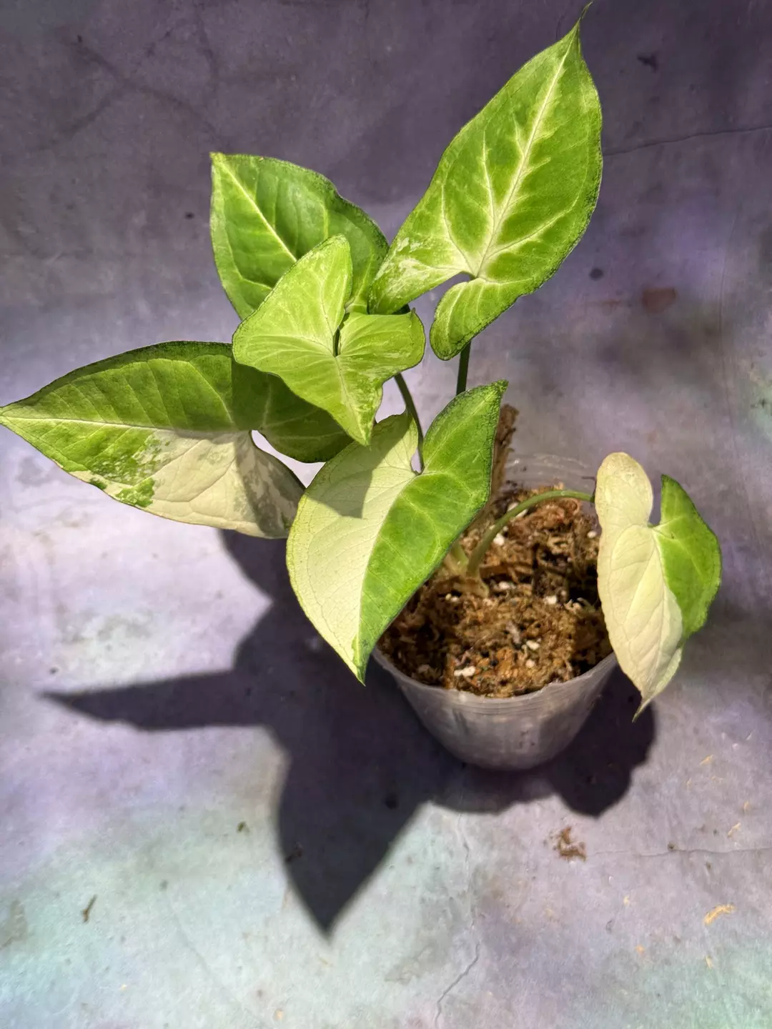 Syngonium golden allora thumbnail