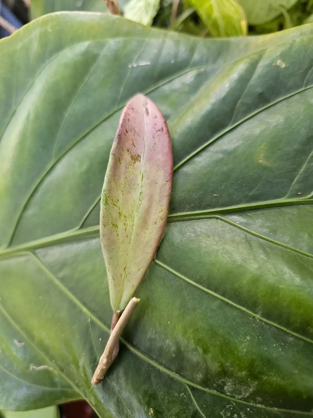 Snow cui hoya 1 node cutting thumbnail