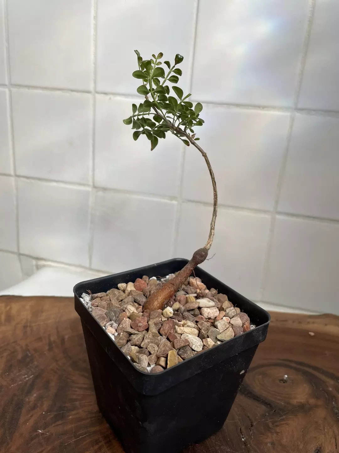 Seed grown Operculicarya decaryi thumbnail