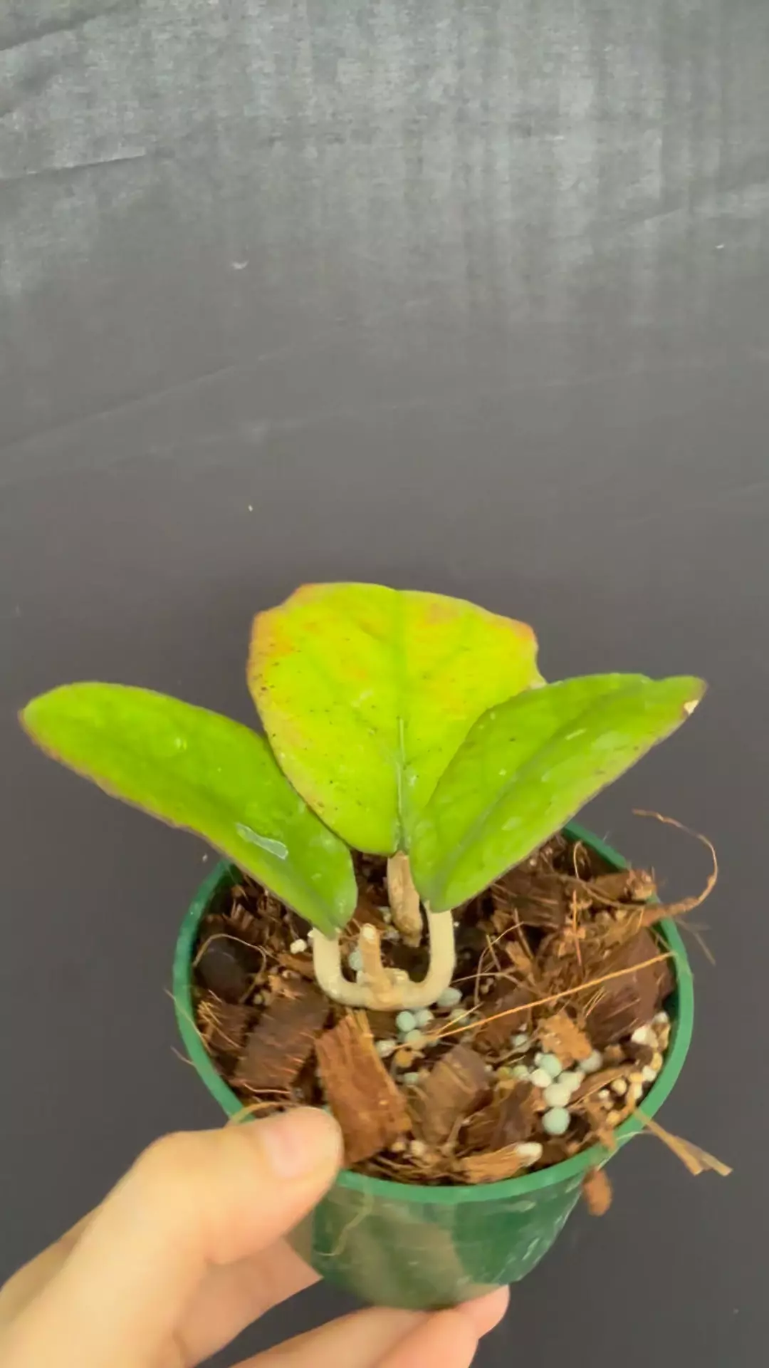 Hoya hybrid EPC-1017 (vitellina x finlaysonii) citrus scent thumbnail