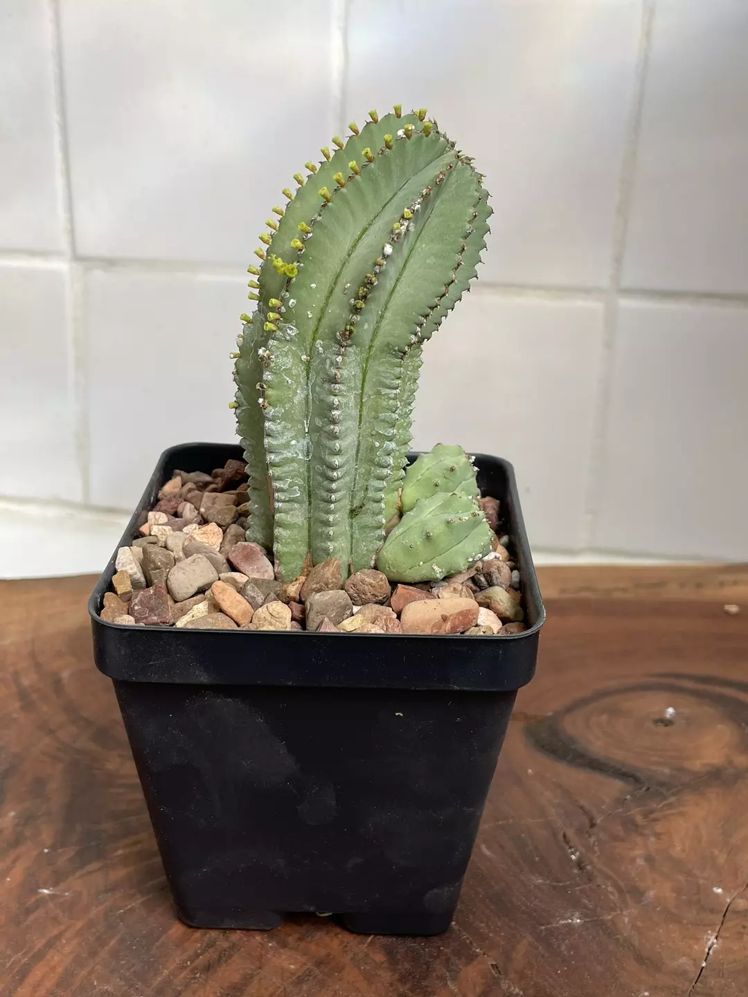 Euphorbia fruticosa inermis thumbnail