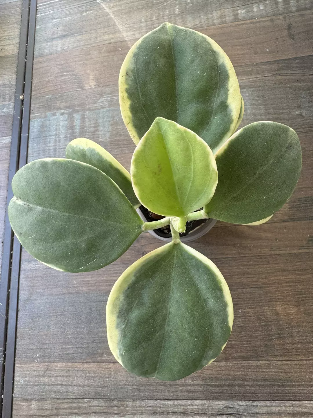 Pachyclada albo thumbnail