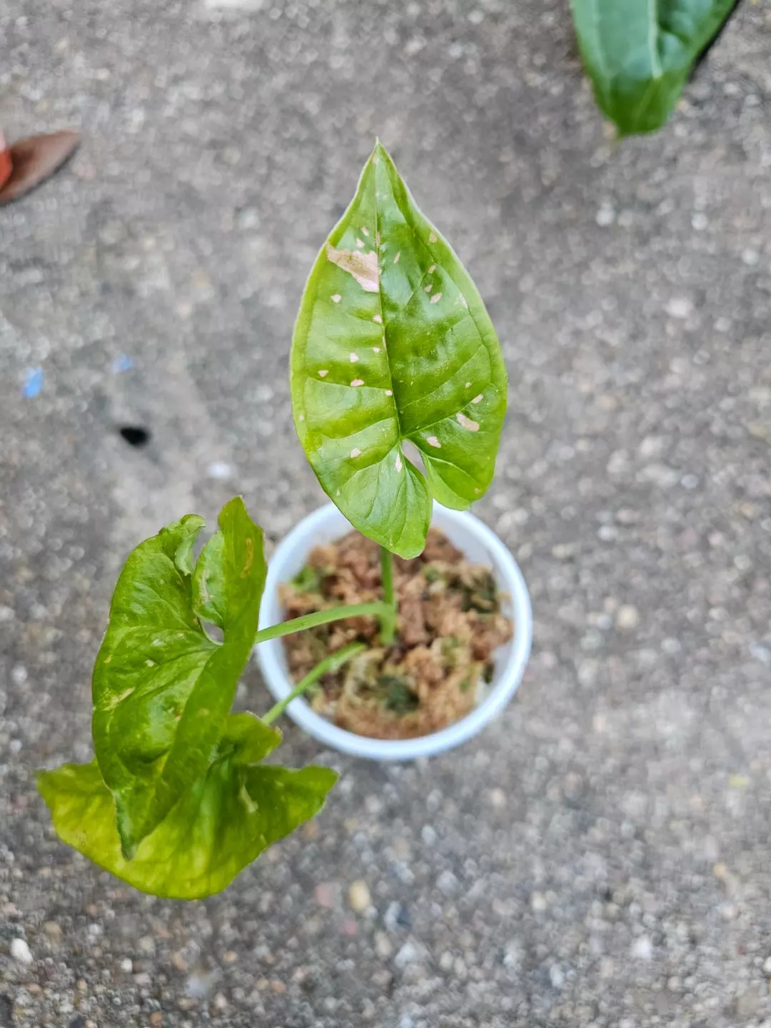 Syngonium pink lava thumbnail