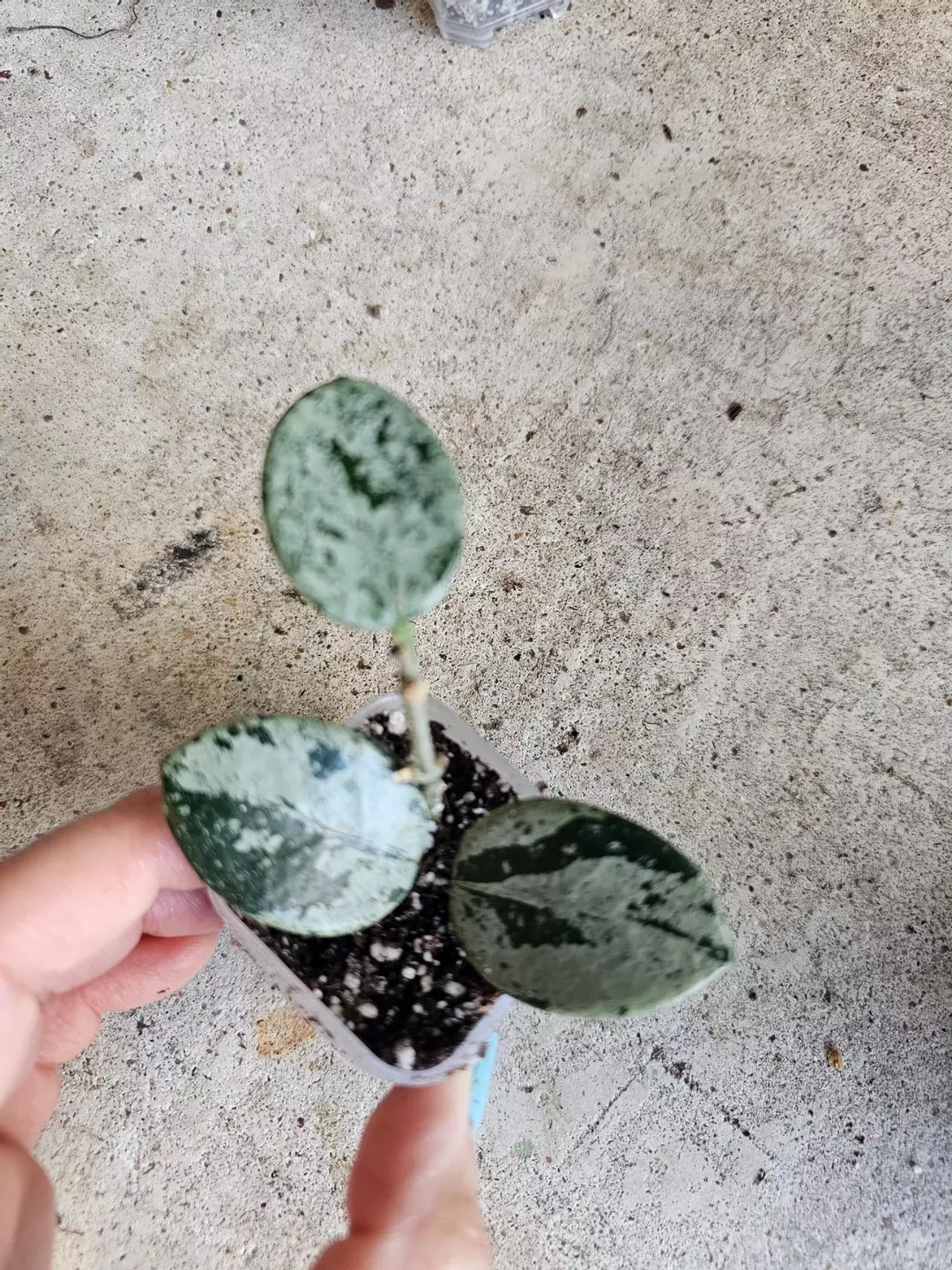 Mathilda splash thumbnail