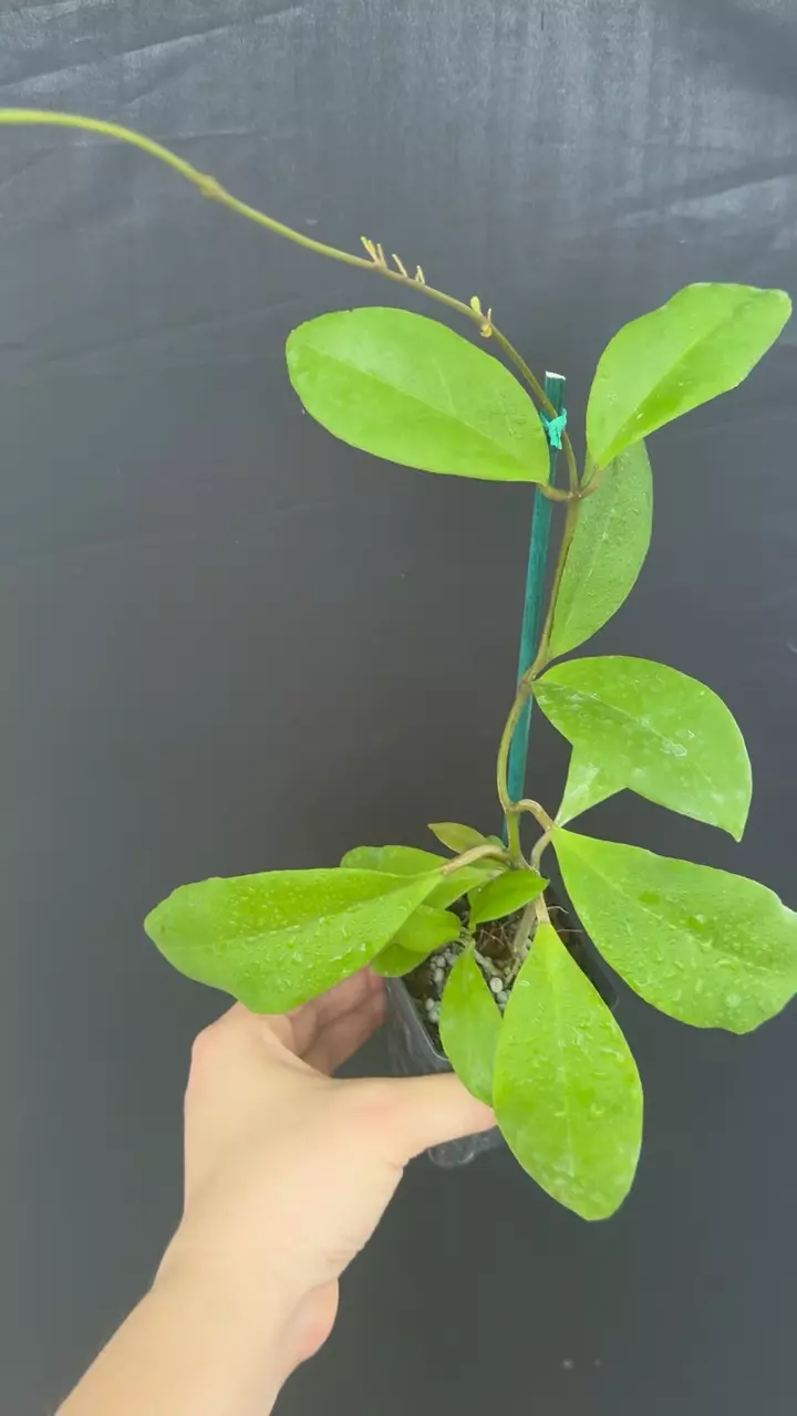 Hoya hybrid EPC-1015 x unknown (OP GN seedling) thumbnail