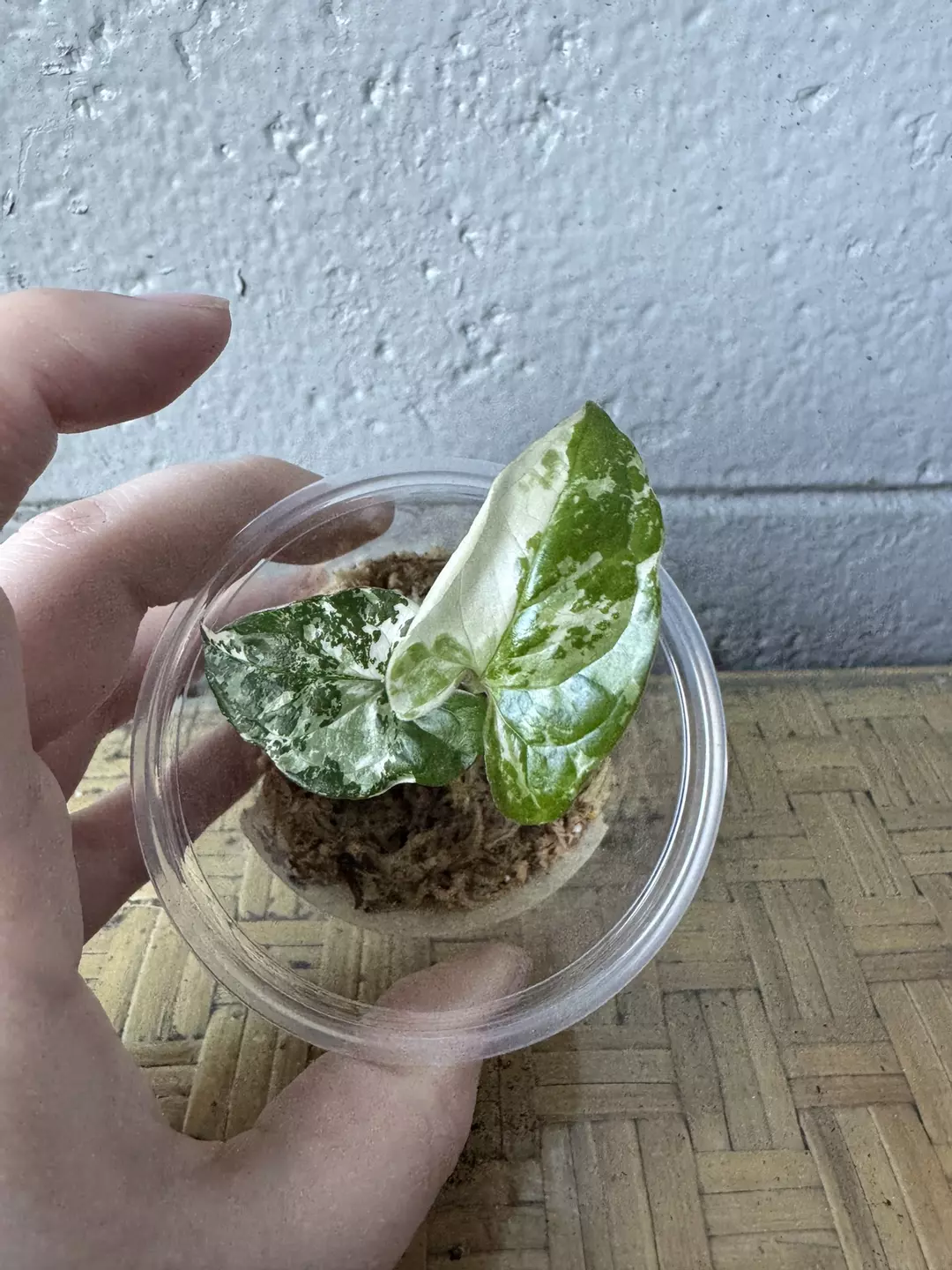 Syngonium Albo #2 thumbnail