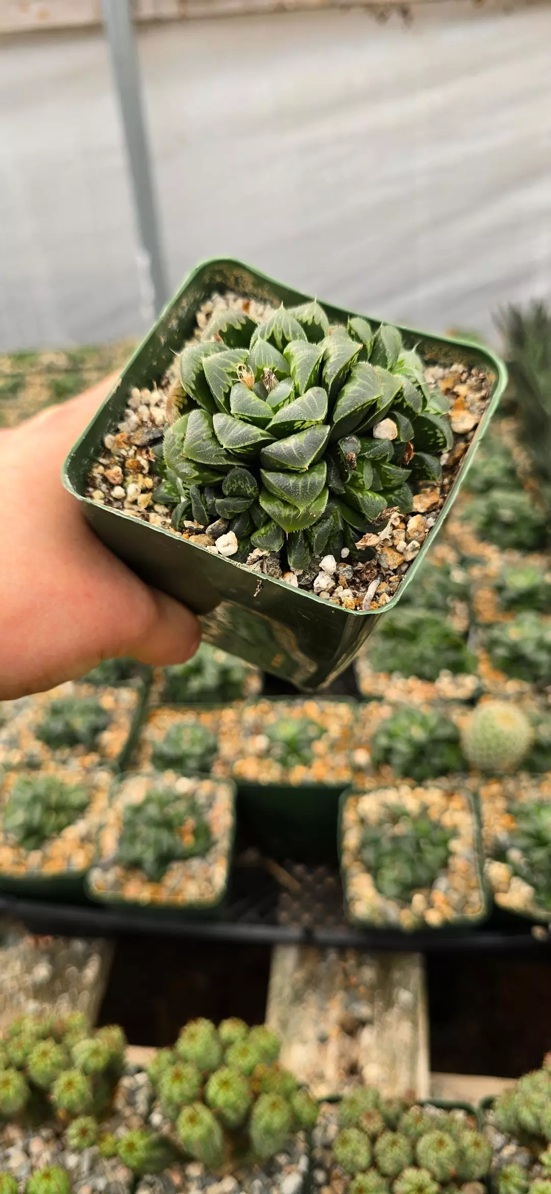 Haworthia mantelli thumbnail