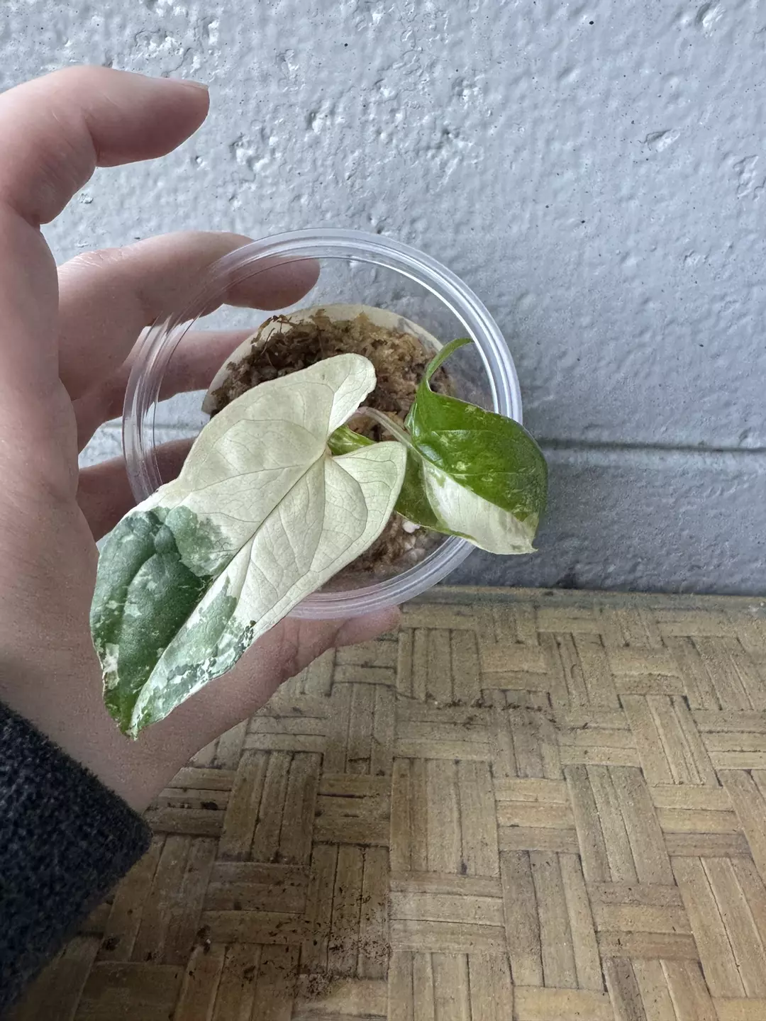 Syngonium Albo #1 thumbnail