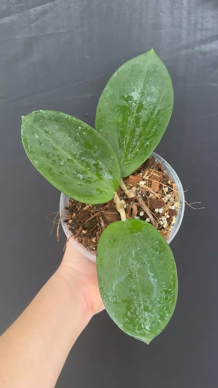 Hoya ‘Idaho’ MB 1432 thumbnail