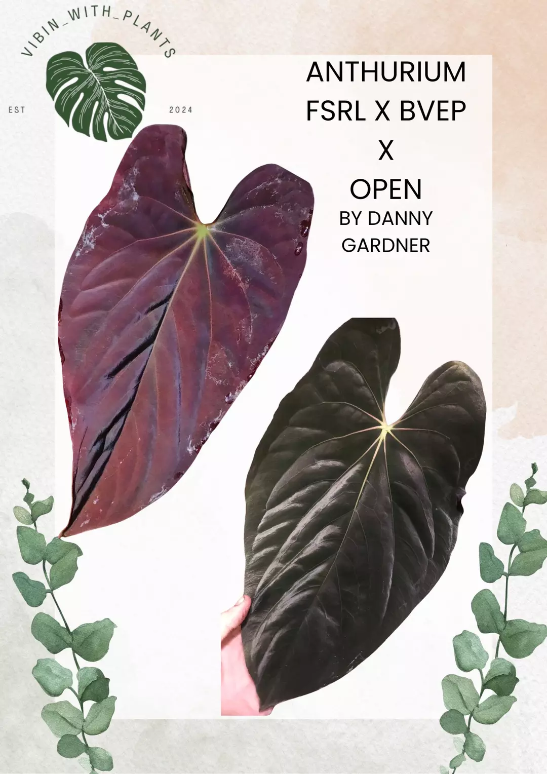 Anthurium FSRL X BVEP X Open thumbnail