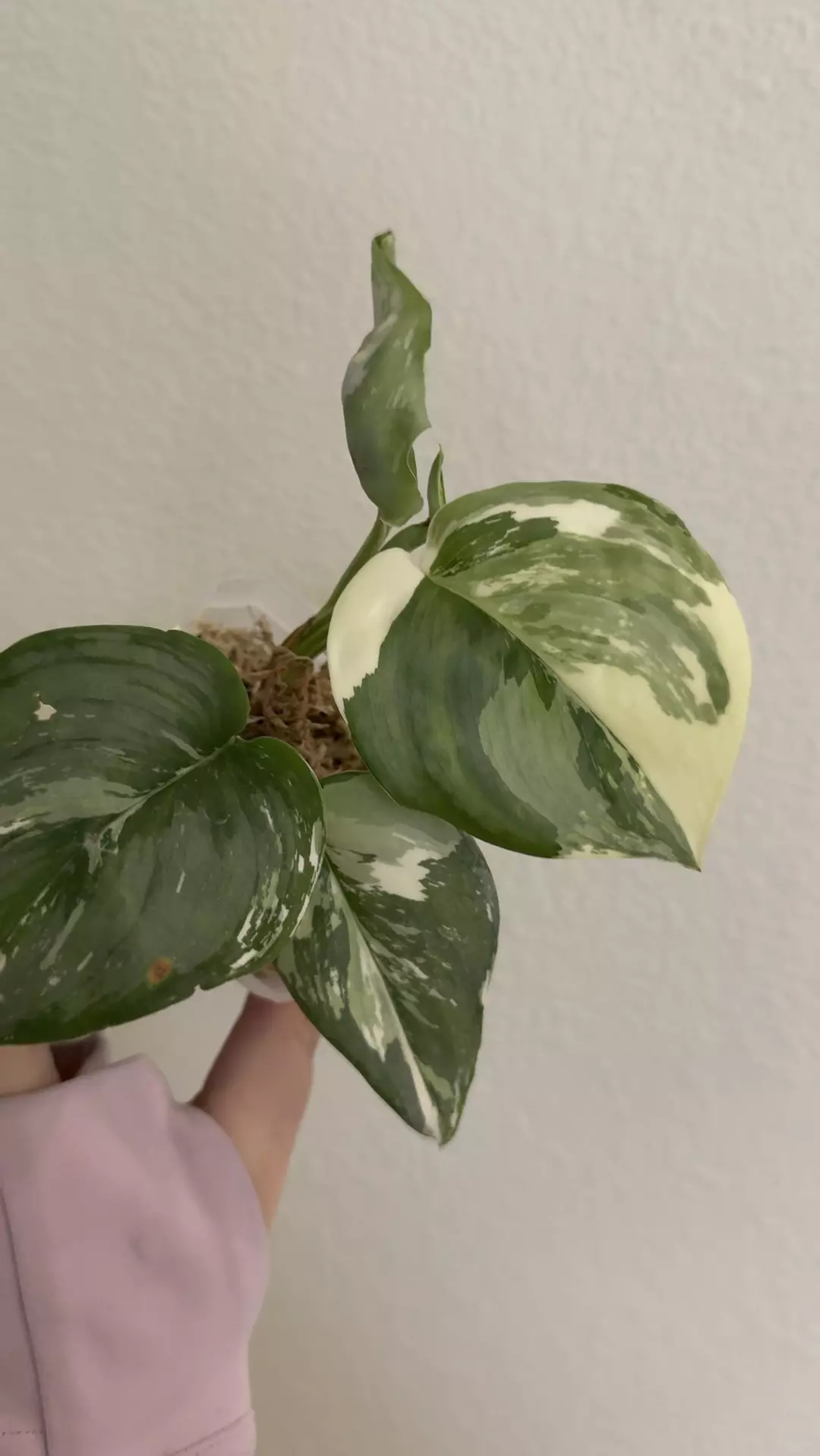 Scindapsus moonlight albo  thumbnail