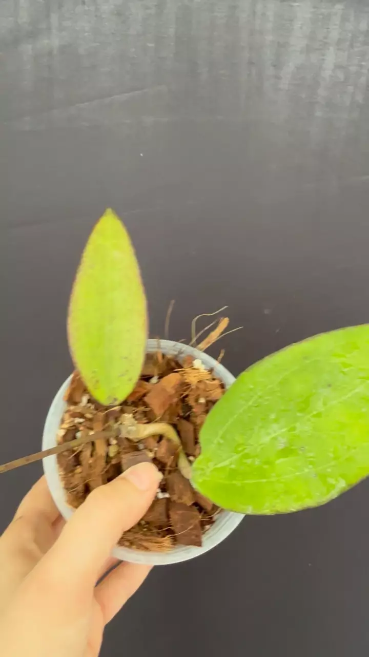 Hoya sp. (Bumi Jawa) thumbnail