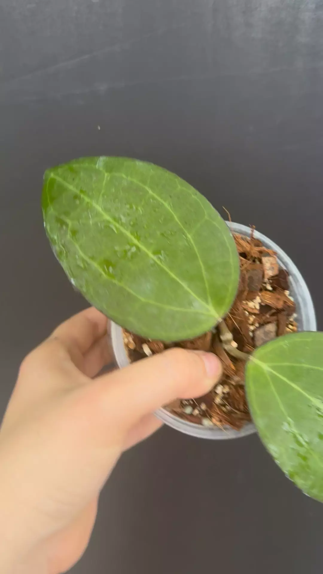 Hoya latifolia IML 1410 X unknown (mother is OP seedling) thumbnail